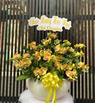 Hoa Lan Chúc Mừng 00048